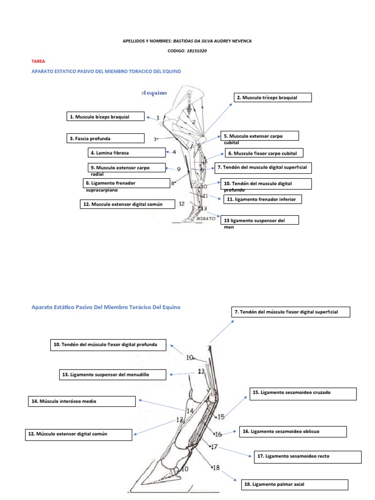 Miembro Toracico Del Equino Pdf