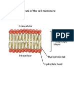 Structure of The Cell Membrane