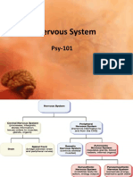 Lec 6b Nervous System