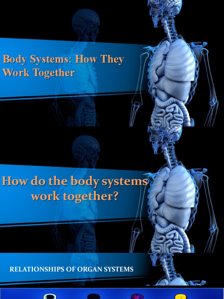 How the Body Systems Work Together A Breakdown of the Interconnected