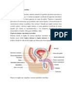 Sistema reprodutor masculino