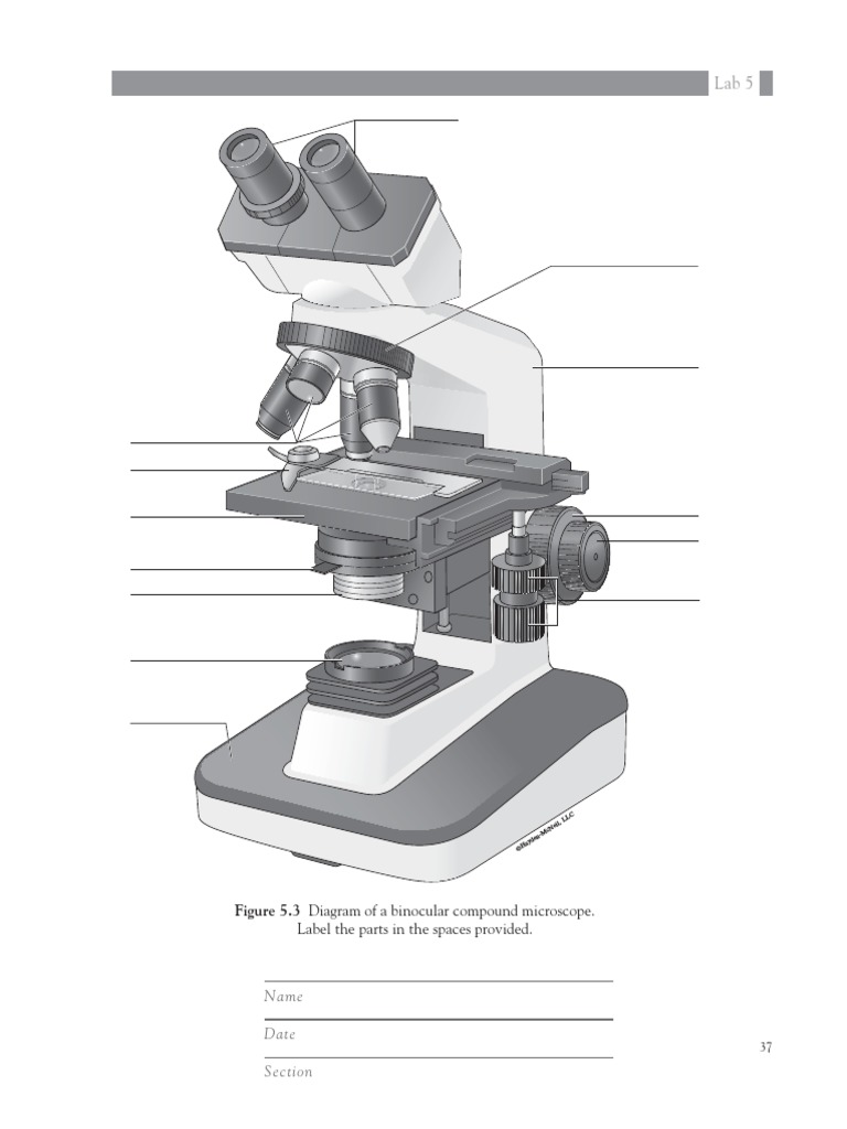 Figure 5.3 Diagram of A Binocular Compound Microscope. Name Date
