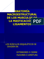 3-Musculos Mandibulares