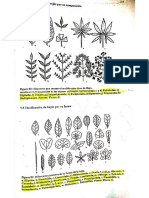 Clasificación de Hojas