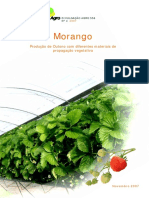 4 Morango Producao de Outono Com 1369130502