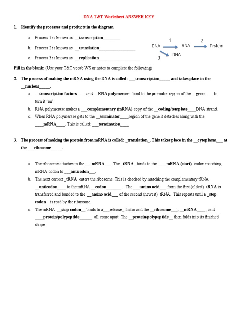 Dna T&T Worksheet Answer Key: Tein 1 2 | PDF | Messenger Rna | Translation  (Biology)