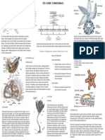 Echinoderms Mind Map