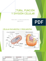 Estructura, Función y División Celular