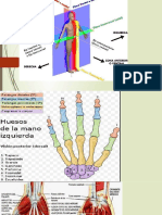 Musculos de La Mano