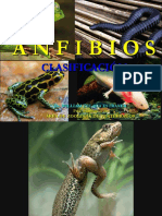 ANFIBIOS Sistemática 2