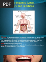 The Digestive System Parts and Functions