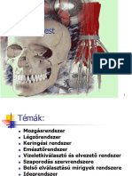 Emberi Test 1 Bevez Sikok Iranyok Sejt Szovet