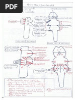 Ninja Nerd Embryology Hand Made Digital Notes by DR Of2027-28 | PDF