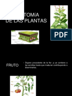 Anatomia de las plantas II (1)