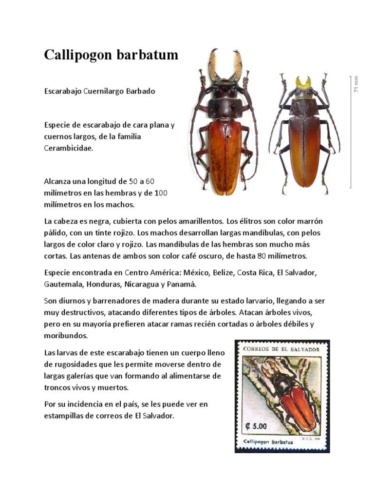 Mexico Callipogon barbatum 81mm Callipogon barbatum Big female