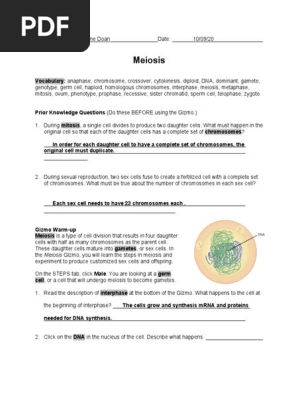 Explore Learning Meiosis Pdf Meiosis Mitosis