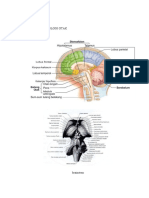 ANATOMI FISIOLOGI OTAK