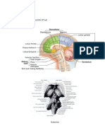 Anatomi Fisiologi Otak