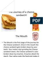 The Journey of A Cheese Sandwich!