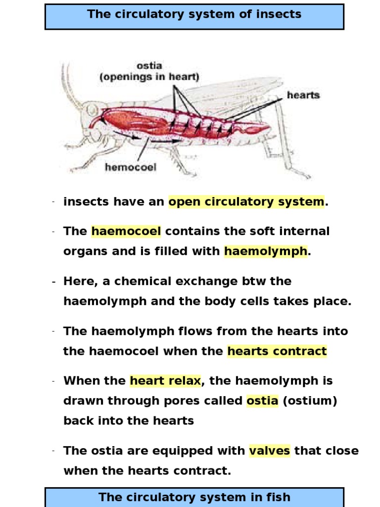 Grasshopper's Open Circulatory System | PDF | Circulatory System ...