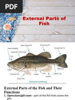 External Parts of Fish