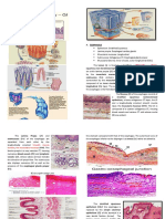 Gastrointestinal Tract 2