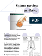 Sistema Nervioso Periferico