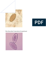 tugas parasitologi