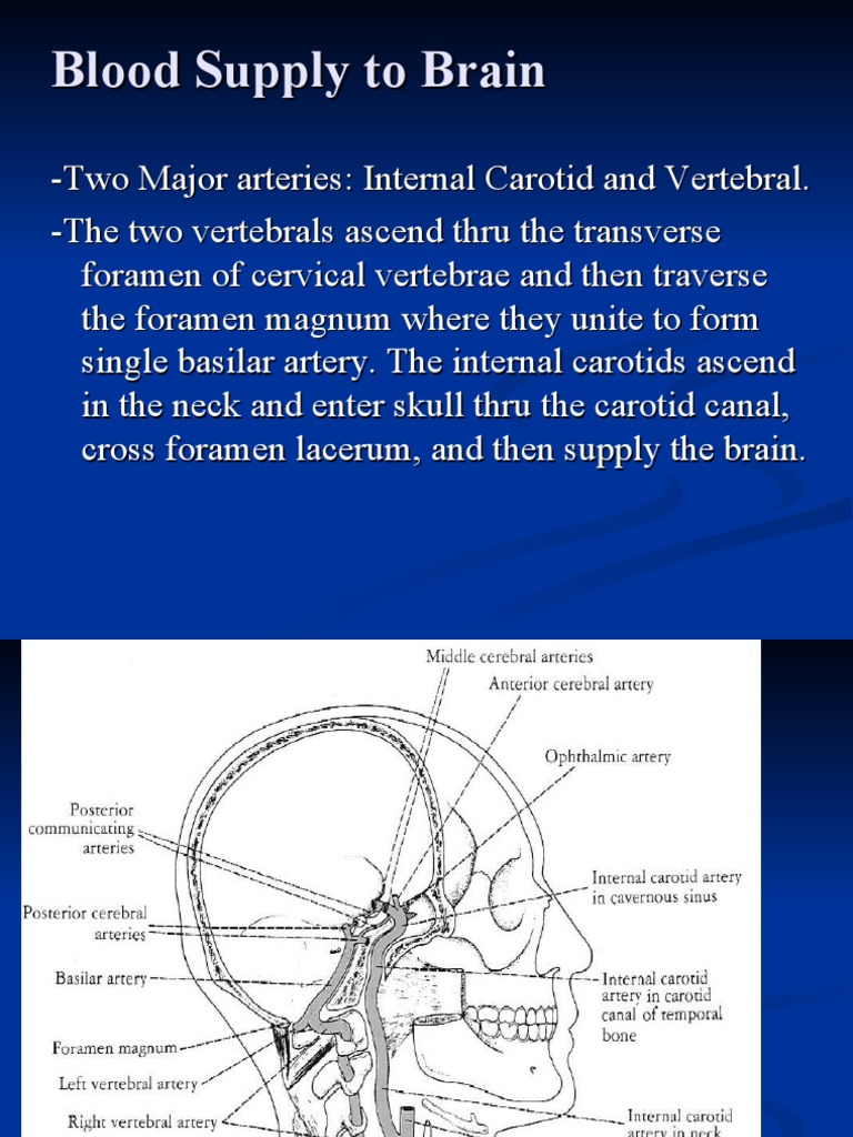 Blood Supply To Brain | PDF