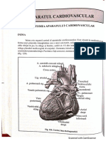 Aparatul Cardiovascular