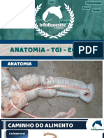 Anatomia - TGI - Equino