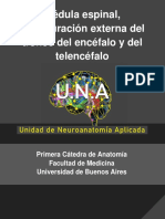 Médula Espinal, Configuración Externa Del Telencéfalo y Te