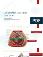 Anatomia Del Piso Pelvico
