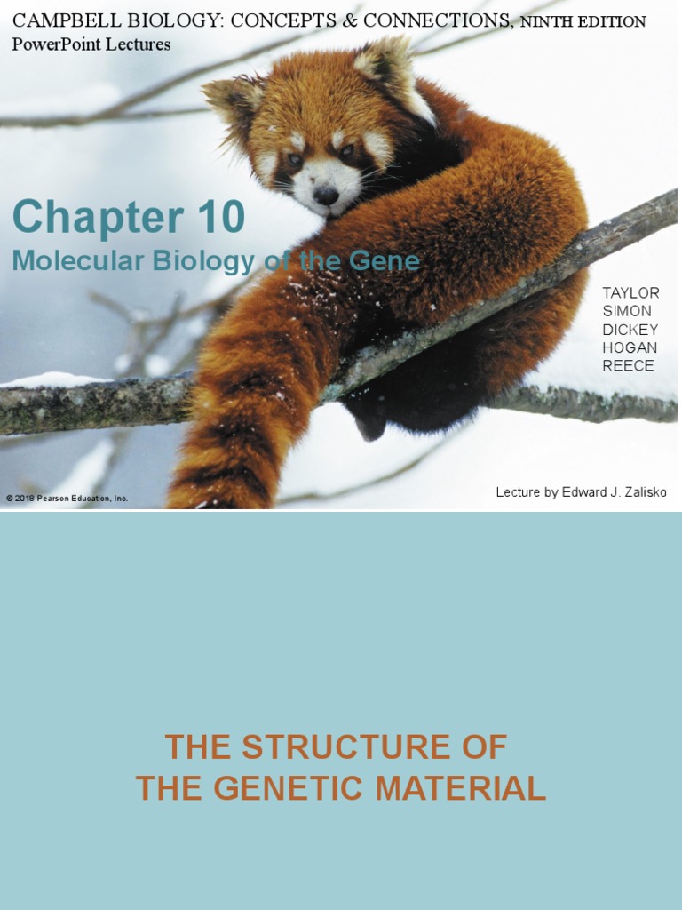 DNA and Replication Notes | PDF | Nucleic Acids | Dna