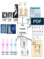 Mapa Mixto Teoria Cromosomica de La Herencia.