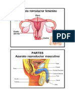 Aparato Reporductor