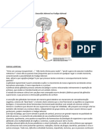 Exaustão Adrenal