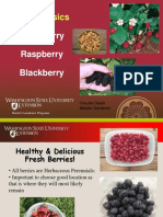 Berry Basics: Strawberry Raspberry Blackberry