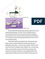 Bab 6 Musca Domestica