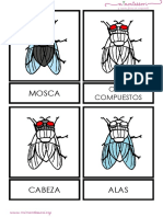 Anatomc3ada de La Mosca Letra Mayuscula