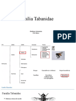 Família Tabanidae: Características e Importância das Moscas-das-Pestanas