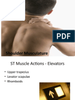 E Shoulder Musculature Students