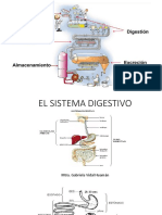 Clase 1 -Digestion Absorción