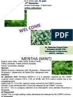 Mentha Cultivation: Dr. Rajendra Prasad Sahu Scientist (AICRP-IFS) Department of Agronomy, JNKVV, Jabalpur