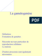 gamétogenèse