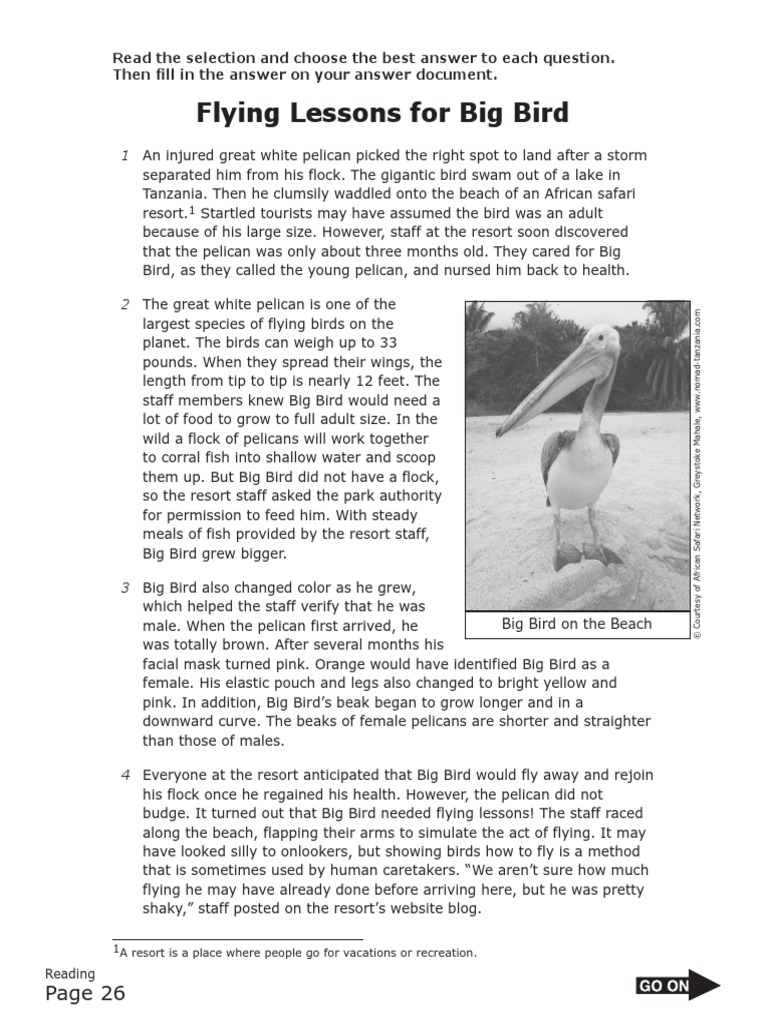 Flying Lessons For Big Bird PDF Paravians Birds