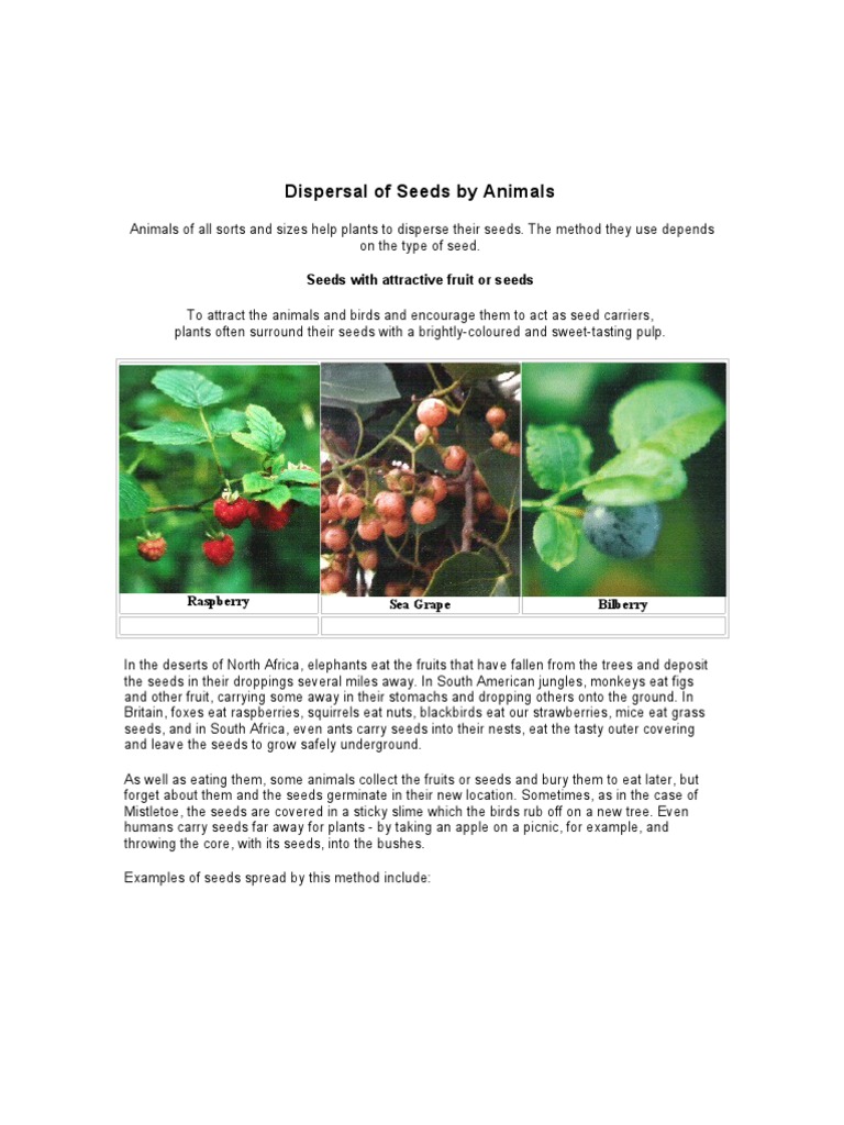 Dispersing Seeds on the Wind: Exploring Nature's Ingenious Methods of ...