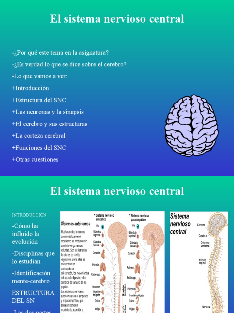 Estructura Del Sistema Nervioso | PDF