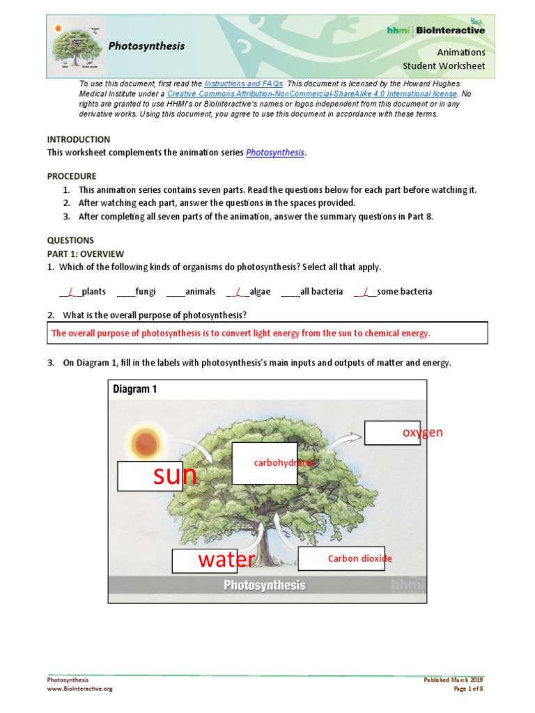 PHOTOSYNTHESIS-Student Worksheet (With Answers) | PDF | Photosynthesis |  Biochemistry