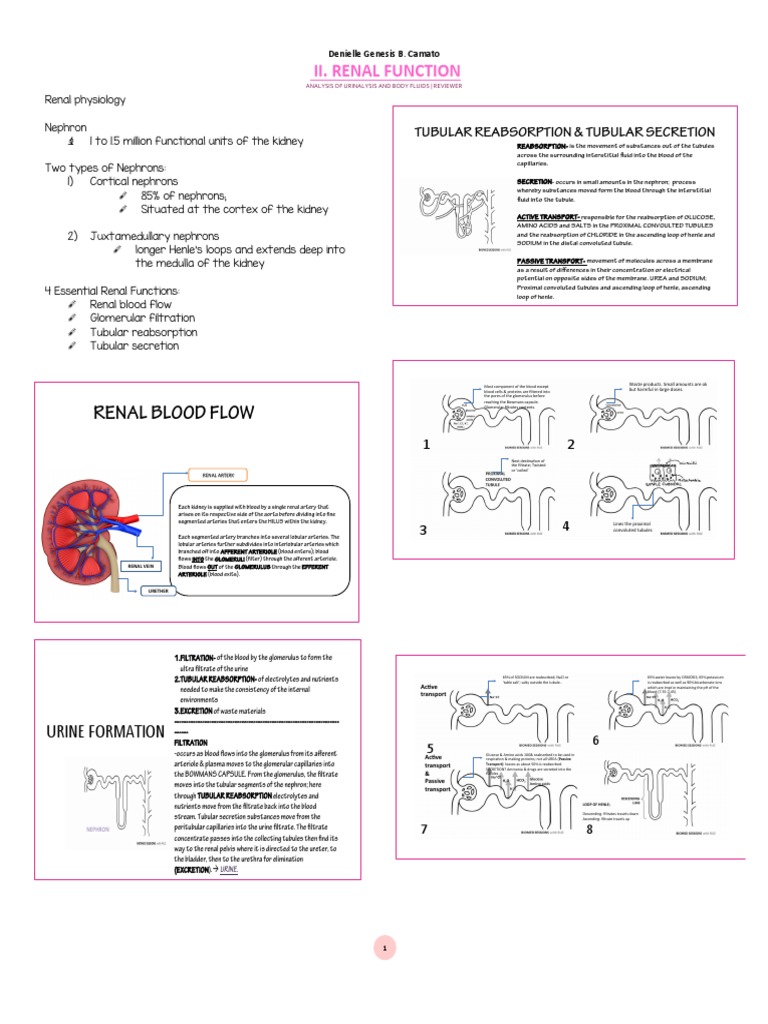 II. Renal Function | PDF | Kidney | Physiology